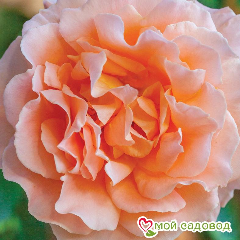 Роза Полька